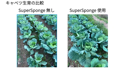 干ばつ地域に潤いを与える自然由来の土壌保水剤「SuperSponge」（株式会社Teraform）