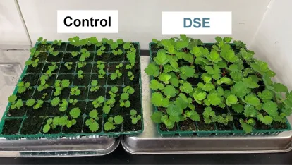 あらゆる環境条件での高付加価値なグリーンを実現する共生菌「DSE」（株式会社エンドファイト）