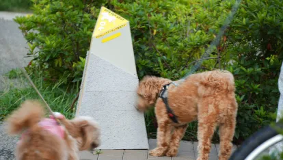 犬のマーキングを資源化する「DOG-PEE PROJECT」supported by Good Life on Earth（Good Life on Earth）